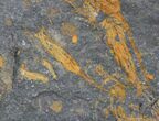 x Ordovician Crinoid Plate - Kaid Rami, Morocco #29256-3